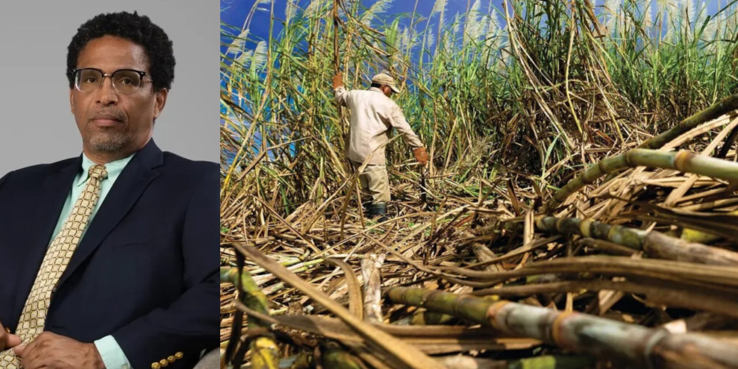 DR. CAMPBELL QUESTIONS SUGAR RECOVERY AS REPORTS EMERGE OF JAMAICAN CANE CUTTERS